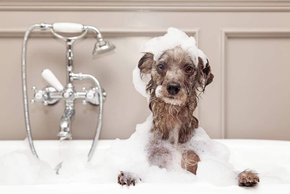 Pet Care Icon
