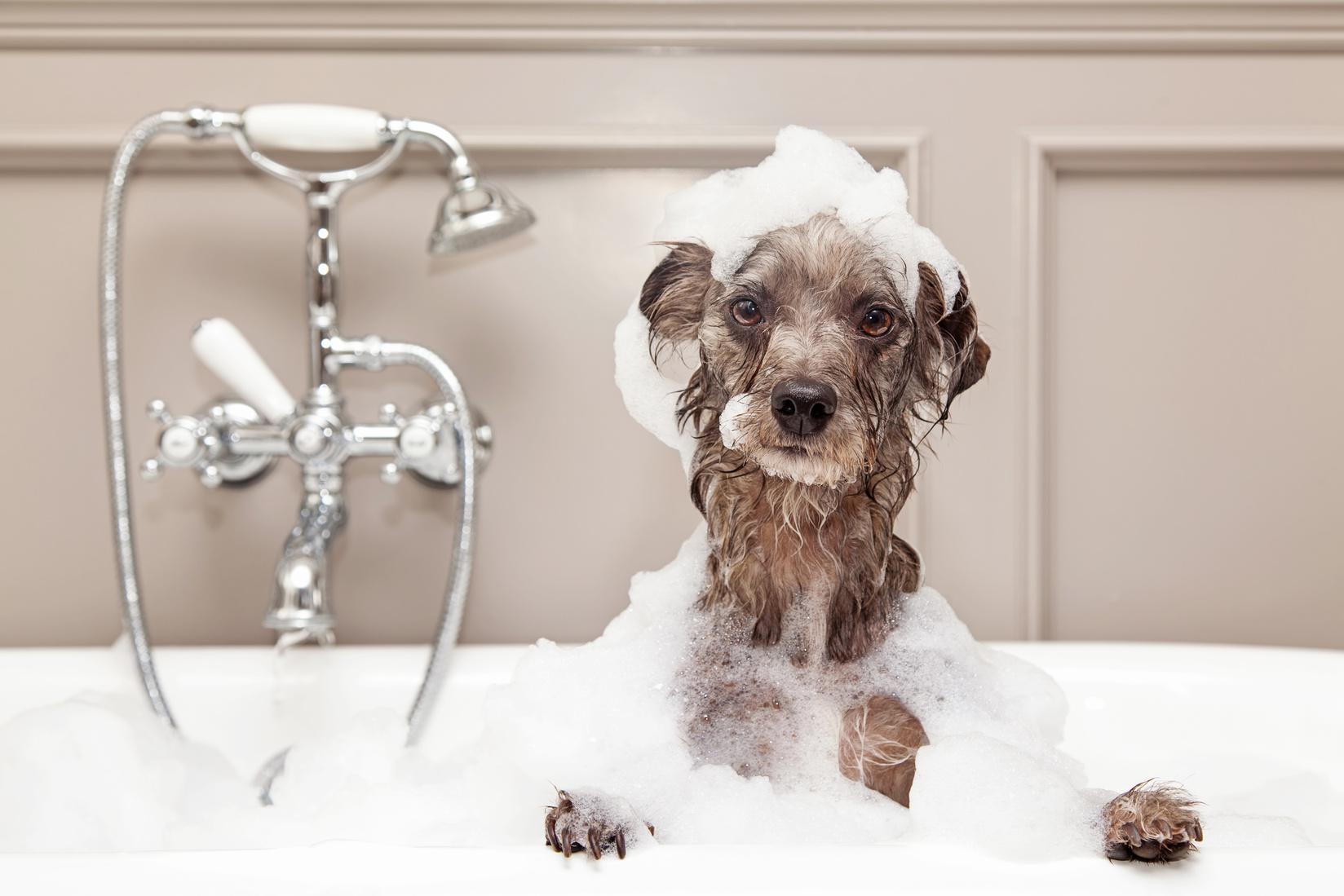 Pet care