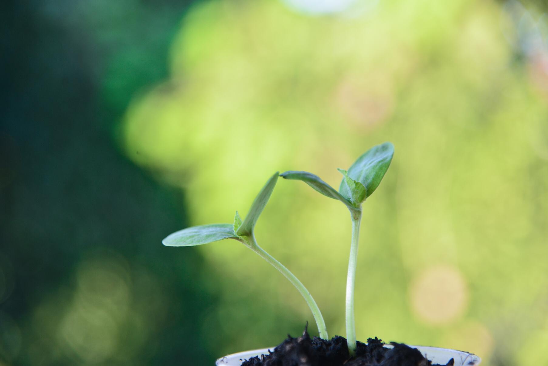 Sprouting seeds